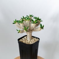 ユーフォルビア ギラウミニアナ 実生 Euphorbia guillauminiana 多肉植物 珍奇植物 ANTIDOTE 静岡 通販 S1456