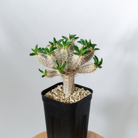 ユーフォルビア ギラウミニアナ 実生 Euphorbia guillauminiana 多肉植物 珍奇植物 ANTIDOTE 静岡 通販 S1456