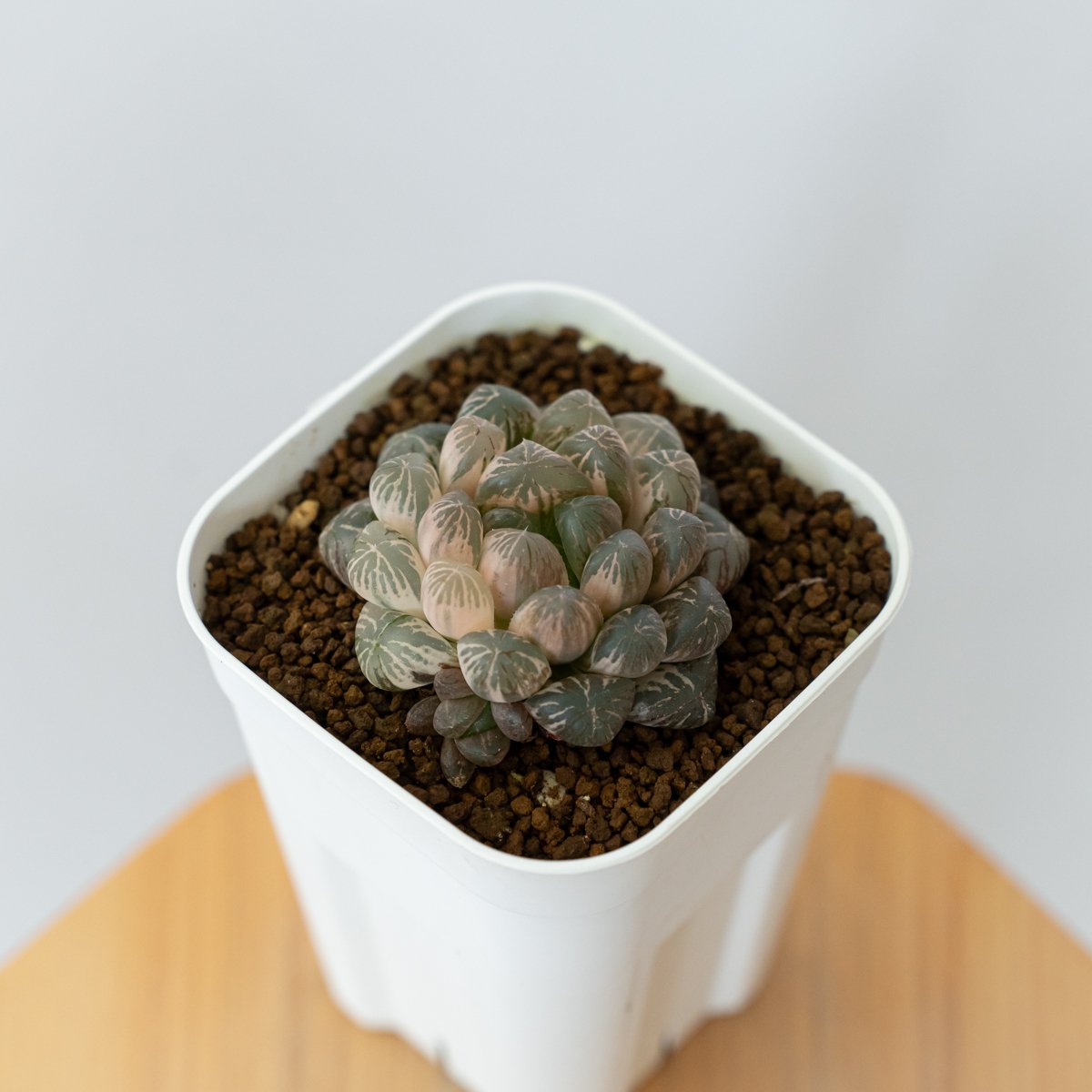 ハオルチア オブツーサ錦 舞姫錦 Haworthia obutusa 'Maihime