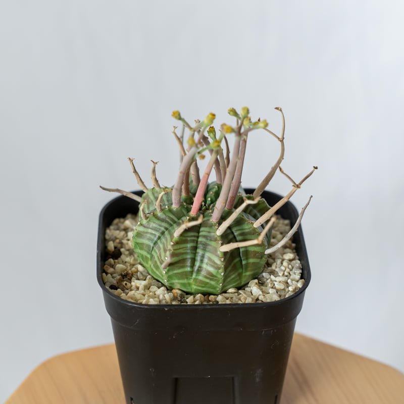 ユーフォルビア スーパーバリダ 実生 雄株 美株 Euphorbia super valida