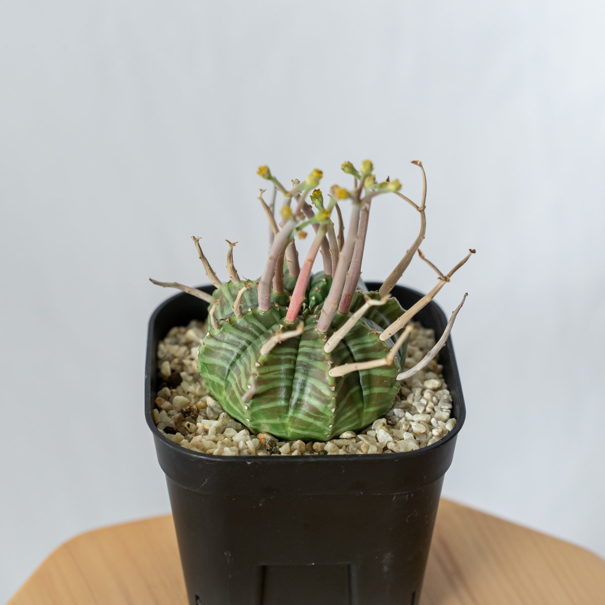 ユーフォルビア スーパーバリダ 実生 雄株 美株 Euphorbia super valida