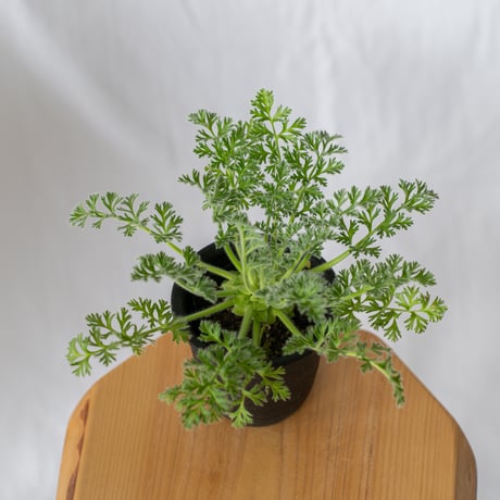 アッペンディクラツム | STORES