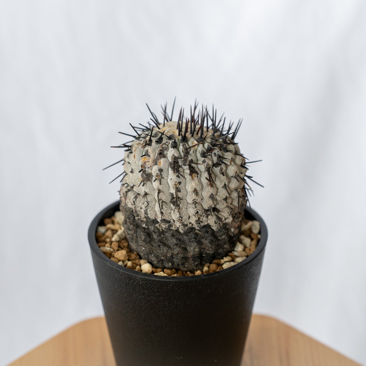 黒王丸　コピアポア　自根苗　良型美球（サボテン雷帝花王丸塊根植物コーデックス） コピアポア 黒王丸 #コピアポア #コピアポア黒王丸 #コピアポア