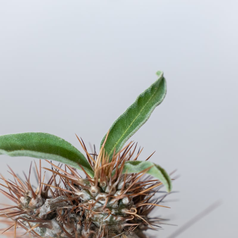 パキポディウム ナマクアナム 光堂 実生 実生 Pachypodium namaquanum