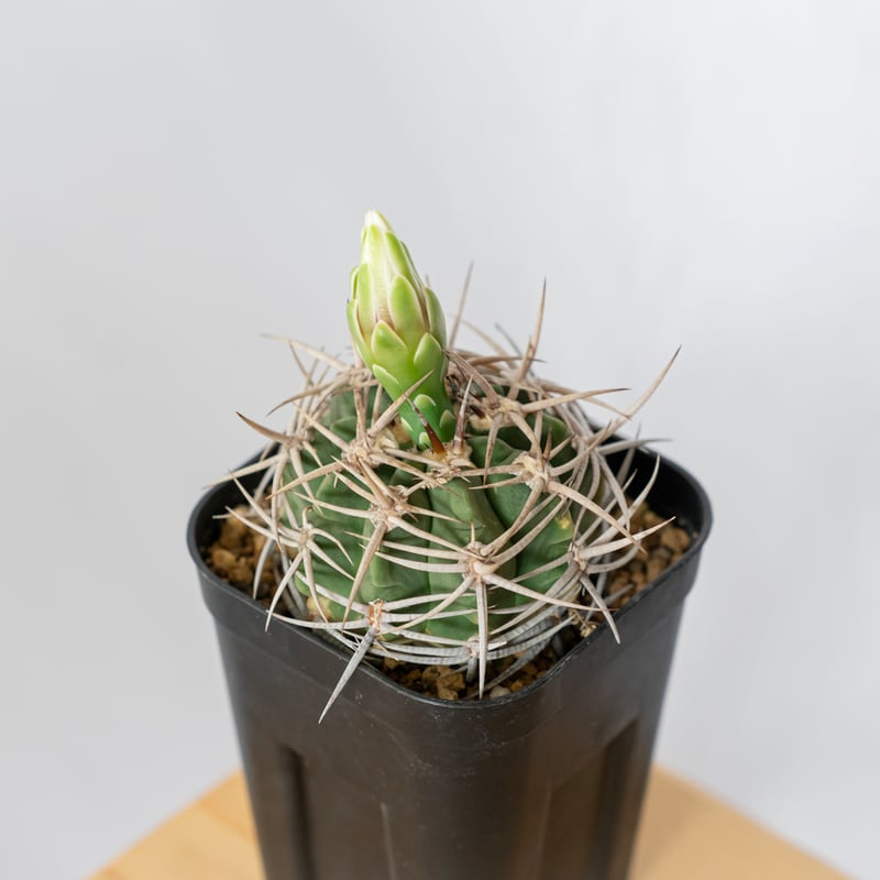 ギムノカリキウム フェロシオール 美株 実生 Gymnocalycium hybopleuru