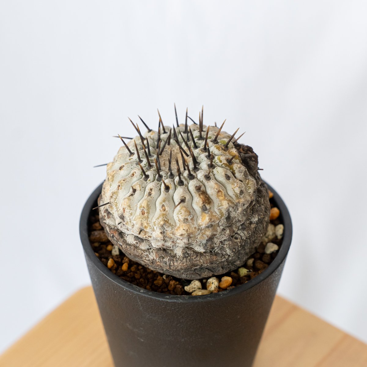 現地株】コピアポア 黒王丸 発根管理中 Copiapoa cinerea サボテン