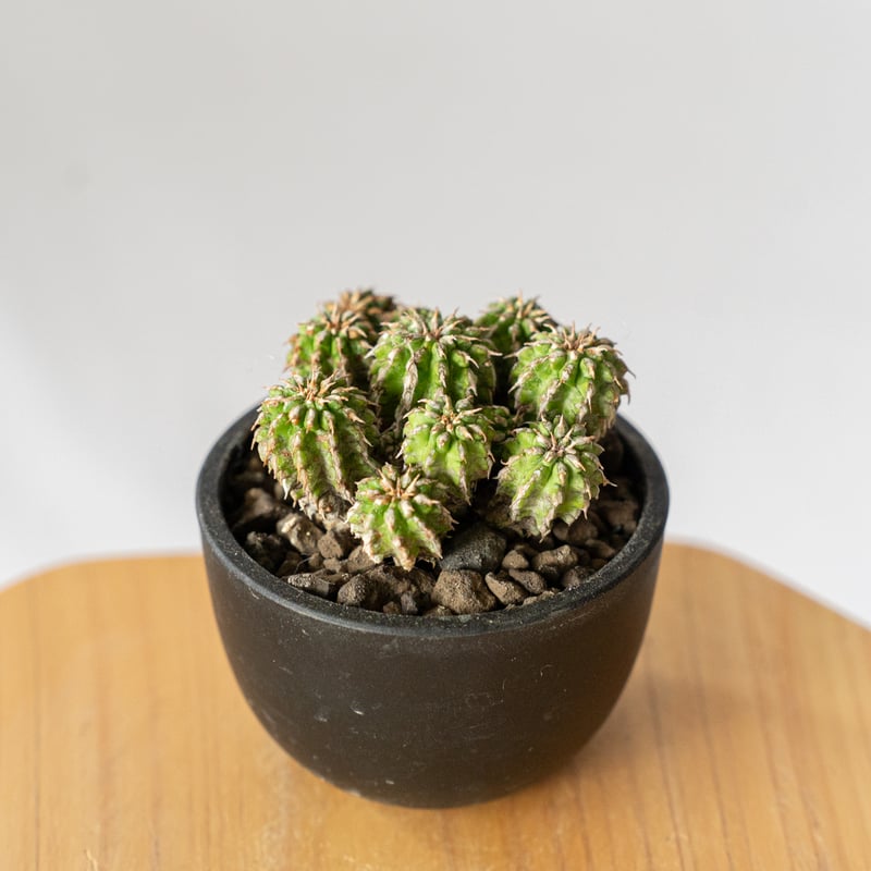 ユーフォルビア セプルタ Euphorbia sepulta 多肉植物 珍奇植物 ANTID