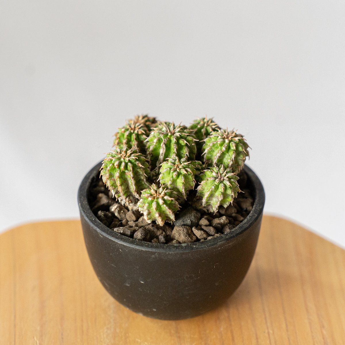 ユーフォルビア　セプルタ　群生　接木　美株 ユーフォルビア セプルタ 群生 接木 美株 ユーフォルビアセプルタ群生