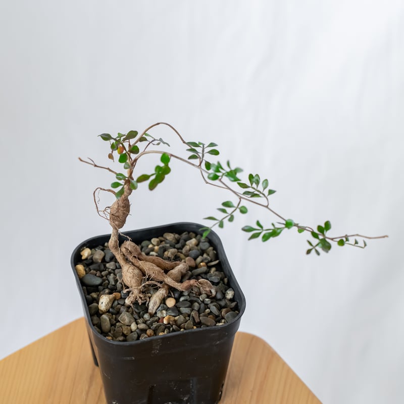 オペルクリカリア パキプス Operculicarya pachypus 実生 塊根植物 多肉