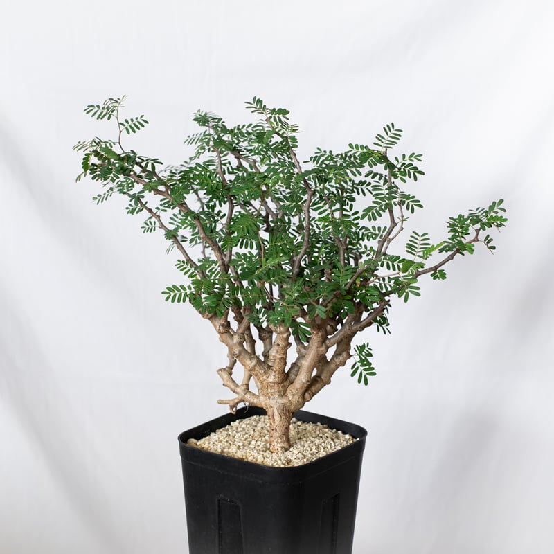 センナ メリディオナリス 特大株 Senna Meridionalis 灌木コーデックス