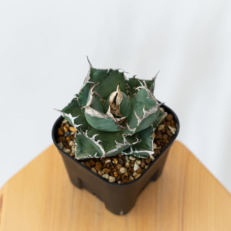 アガベ チタノタ 南アフリカダイヤモンド 美株【発根管理中】TC株