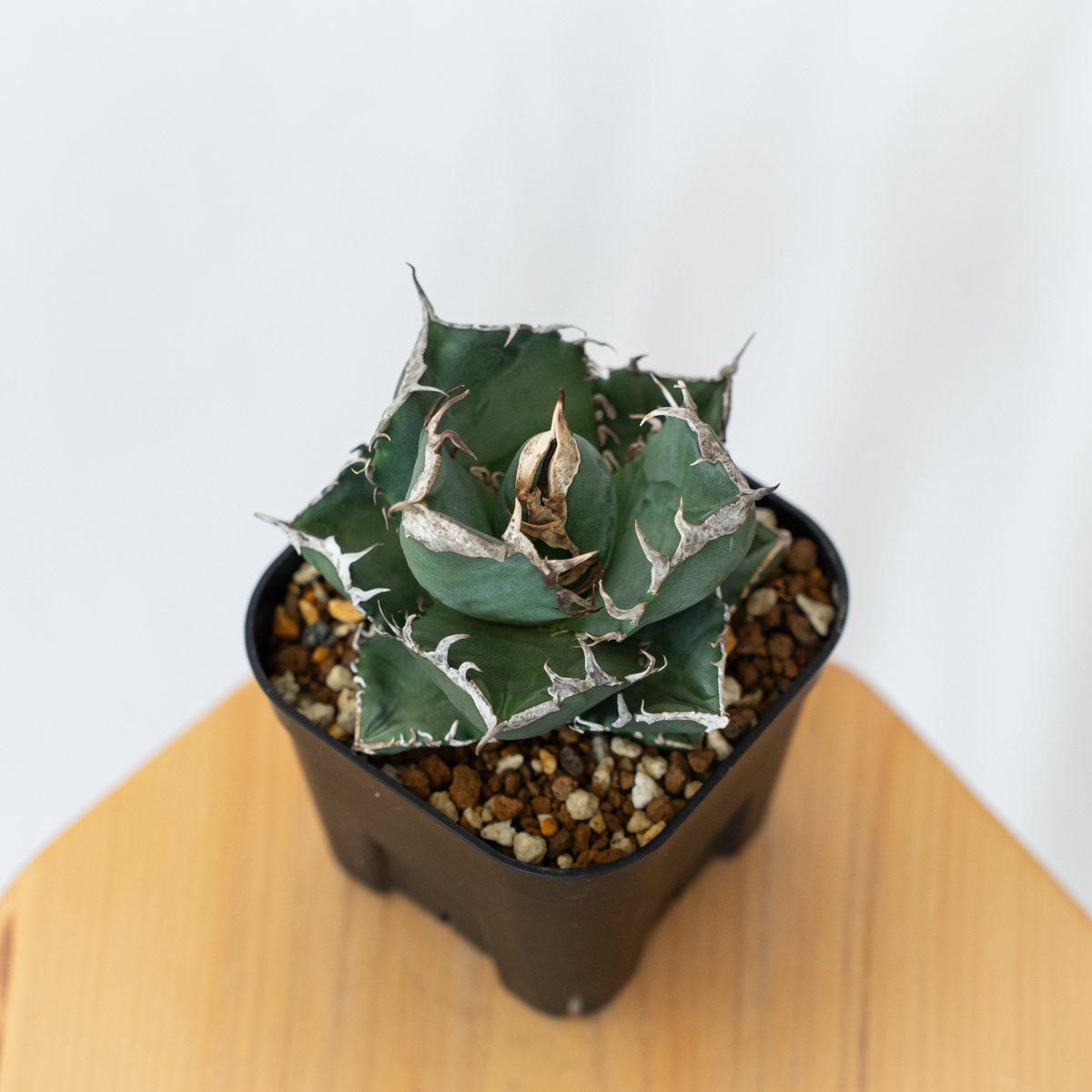 アガベ チタノタ 南アフリカダイヤモンド 美株【発根管理中】TC株