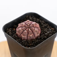 ギムノカリキウム デイドリーム 実生 Gymnocalycium Daydream サボテン 多肉植物 珍奇植物 静岡 ANTIDOTE 通販 S1147