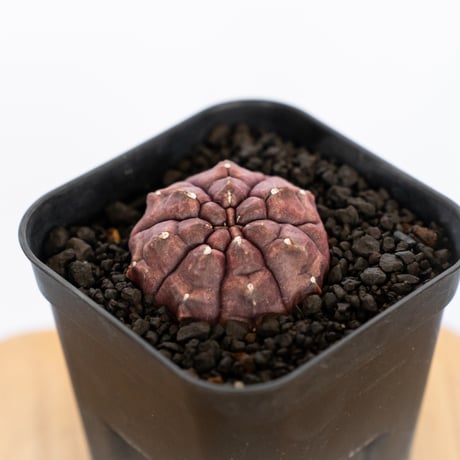 ギムノカリキウム デイドリーム 実生 Gymnocalycium Daydream サボテン 多肉植物 珍奇植物 静岡 ANTIDOTE 通販 S1147