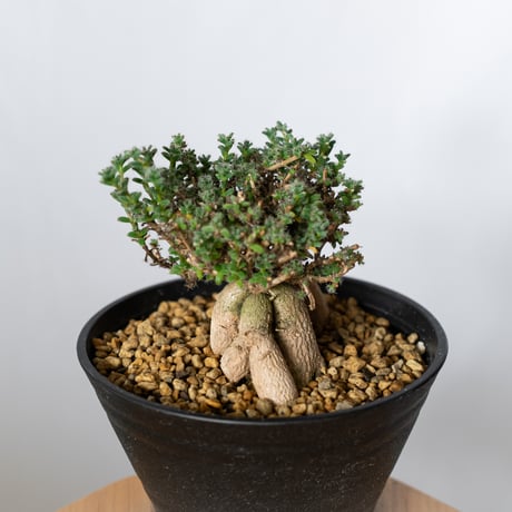 トリコディアデマ ブルボスム 姫紅小松 実生 Trichodiadema bulbosum 盆栽 塊根植物 コーデックス 多肉植物 珍奇植物 静岡 ANTIDOTE 通販 S1502