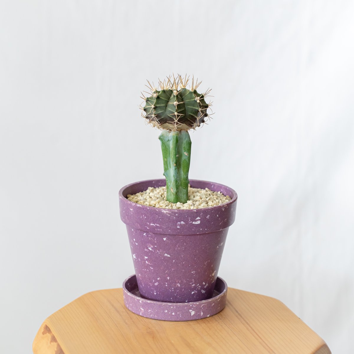 ギムノカリキウム 牡丹玉 鉢セット【エコポット】Gymnocalycium