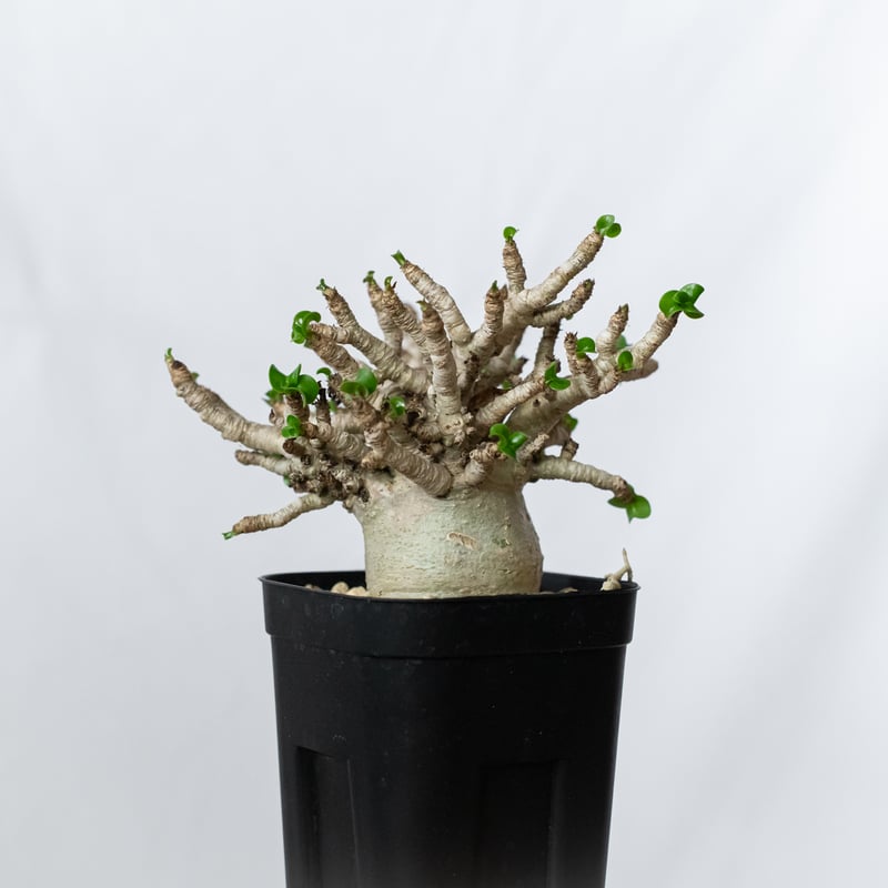 アデニウム アラビカム ドーセットホーン 獅子葉 輸入実生 Adenium