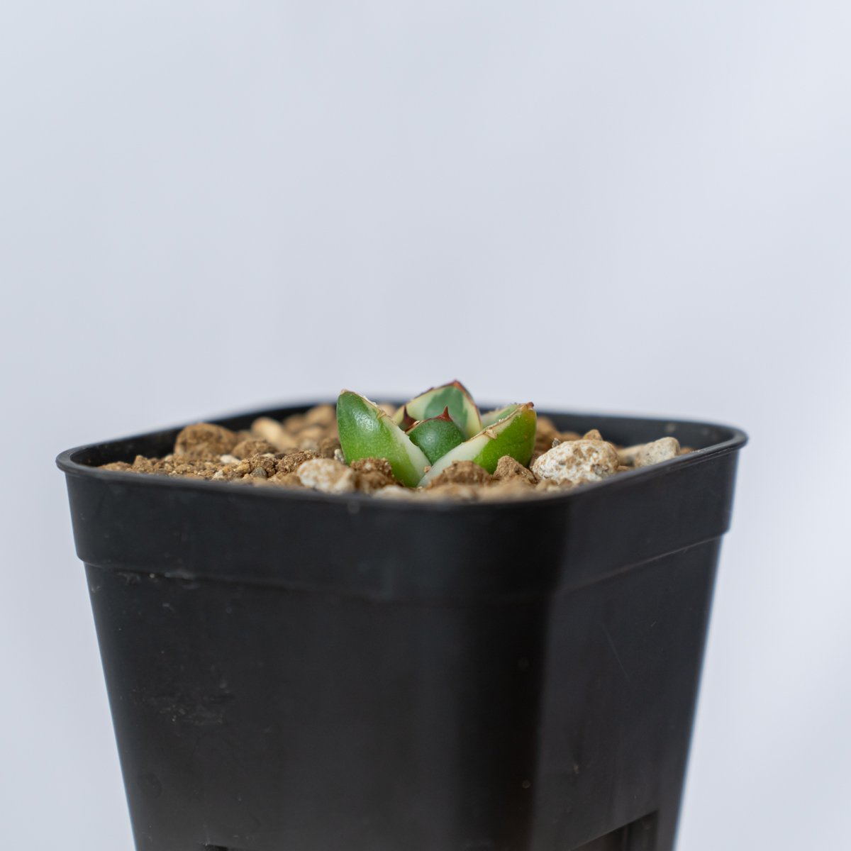 アガベ ピンキー【発根管理中】TC株 Agave Pinky 多肉植物 珍奇
