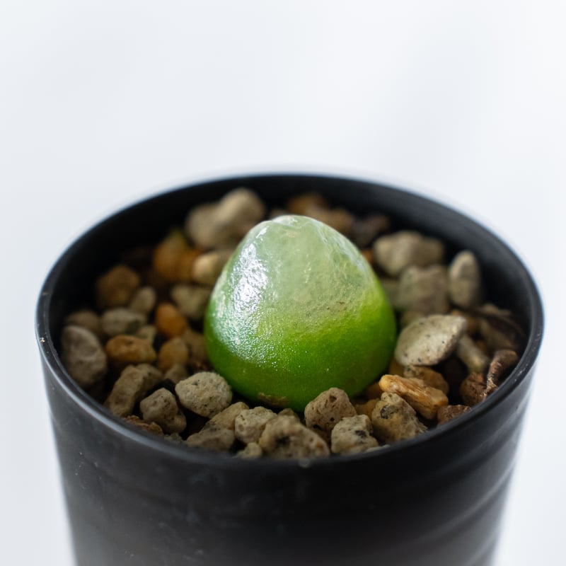 コノフィツム ブルゲリ Conophytum burgeri 多肉植物 珍奇植物 静岡 ANT