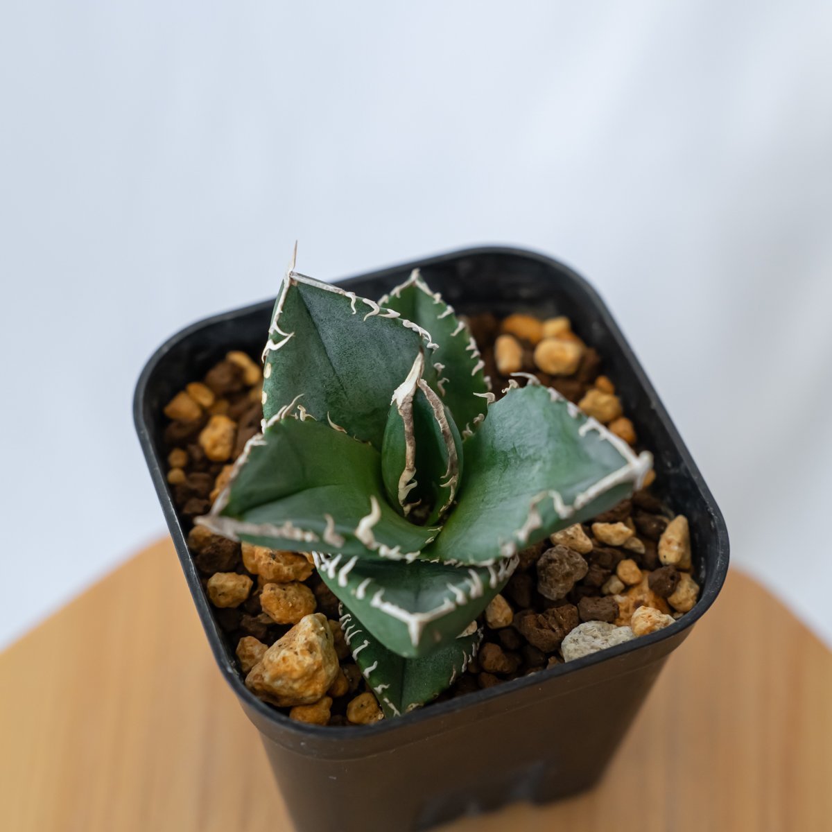 アガベ チタノタ 魔丸 agave titanota imps 多肉植物 珍奇植物 ANTID