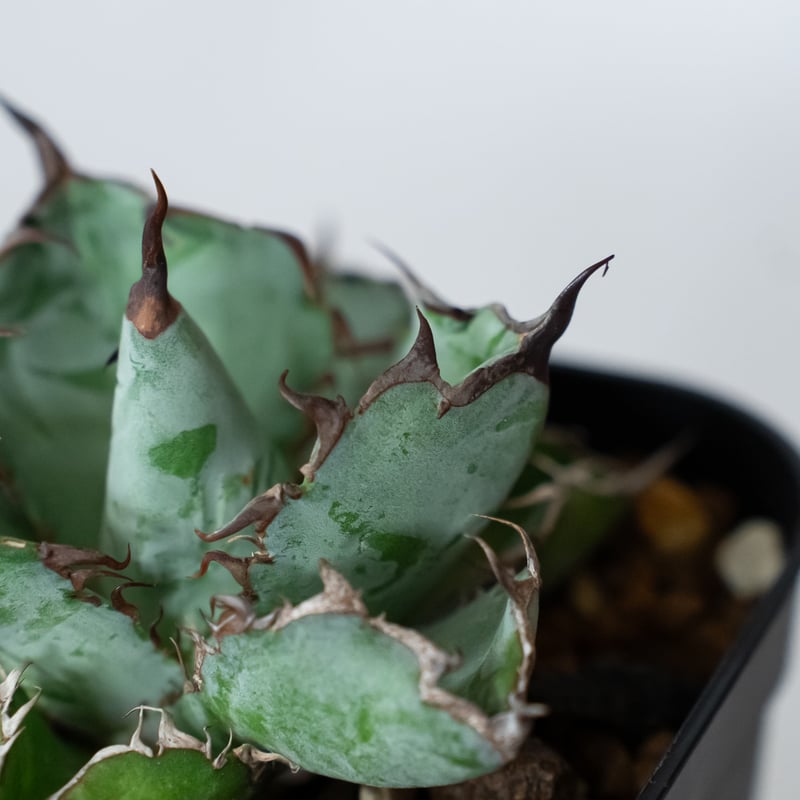 アガベ チタノタ ブラックアンドブルー BB OC株【発根管理中】Agave