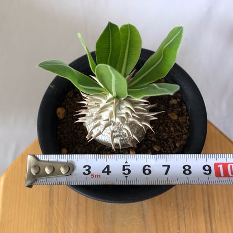 パキポディウム 恵比寿大黒 実生 Pachypodium Densicaule 塊根植物 コーデックス 多肉植物 珍奇植物 静岡 ANTIDOTE 通販 S1419