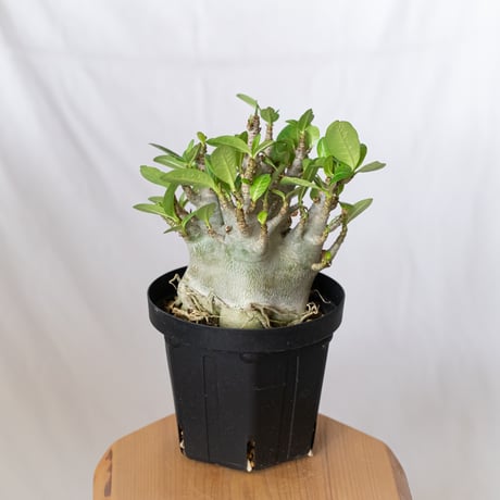 晴子　CODEX 塊根植物 多肉植物　貴重3冊セット 晴子 CODEX 塊根植物 多肉植物 貴重3冊セット 晴子 CODEX 塊根