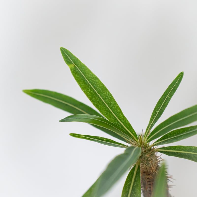 パキポディウム グラキリス 現地球 良型 pachypodhium Gracilius 塊根植