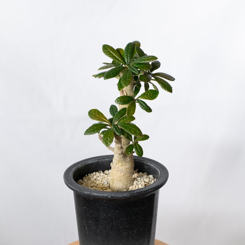 ドルステニア ギガス Dorstenia gigas 実生 塊根植物 多肉植物 珍奇