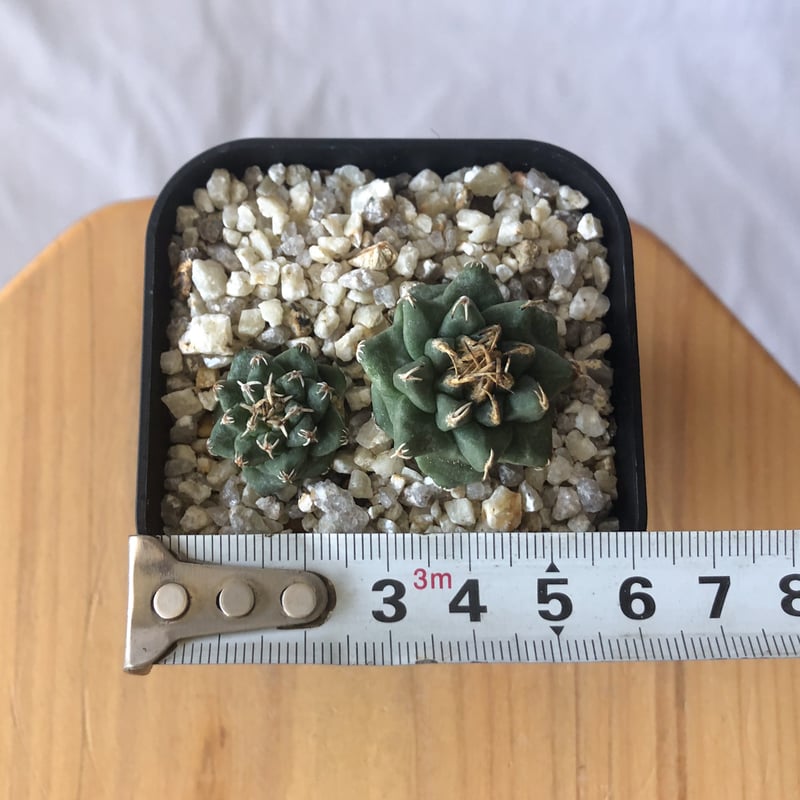 ツルビニカルプス アロンソイ 実生 Turbinicarpus alonsoi サボテン