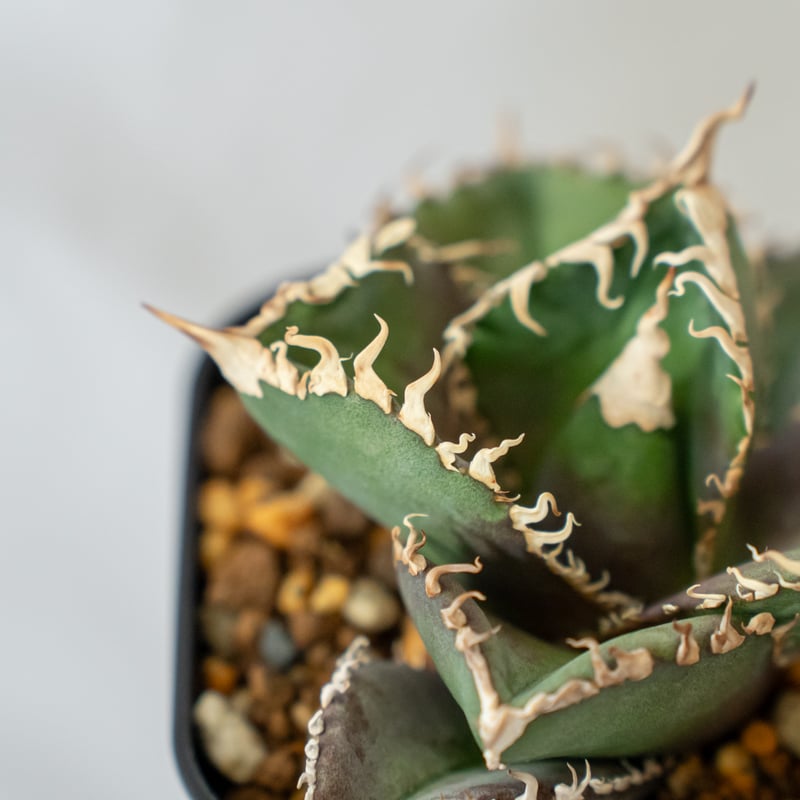 アガベ チタノタ 金剛 美株【発根管理中】TC株 Agave titanota