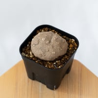 ステファニア エレクタ 実生【発根管理中】Stephania erecta 塊根植物 コーデックス 多肉植物 珍奇植物 静岡 ANTIDOTE 通販 S1429