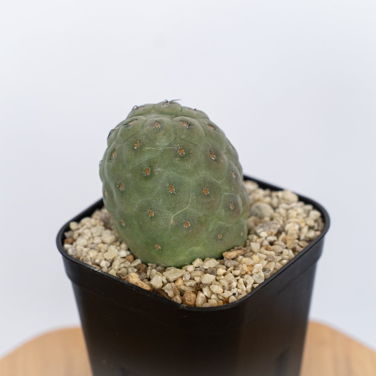 テフロカクタス ゲオメトリクス 実生 Tephrocactus-geometricus 多肉植