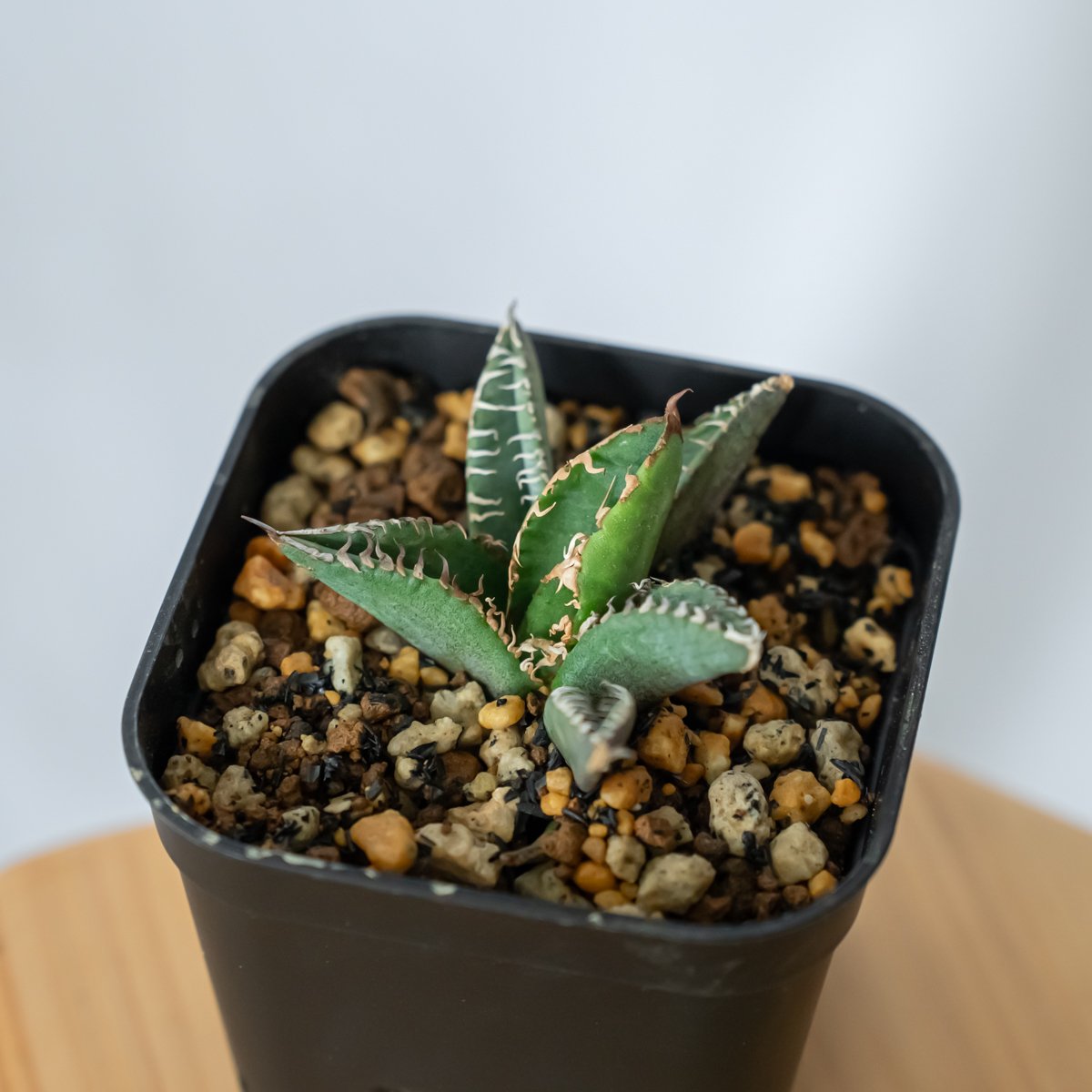 アガベ チタノタ 鬣蜥 Liexi イグアナ【発根管理中】TC株 Agave titanot