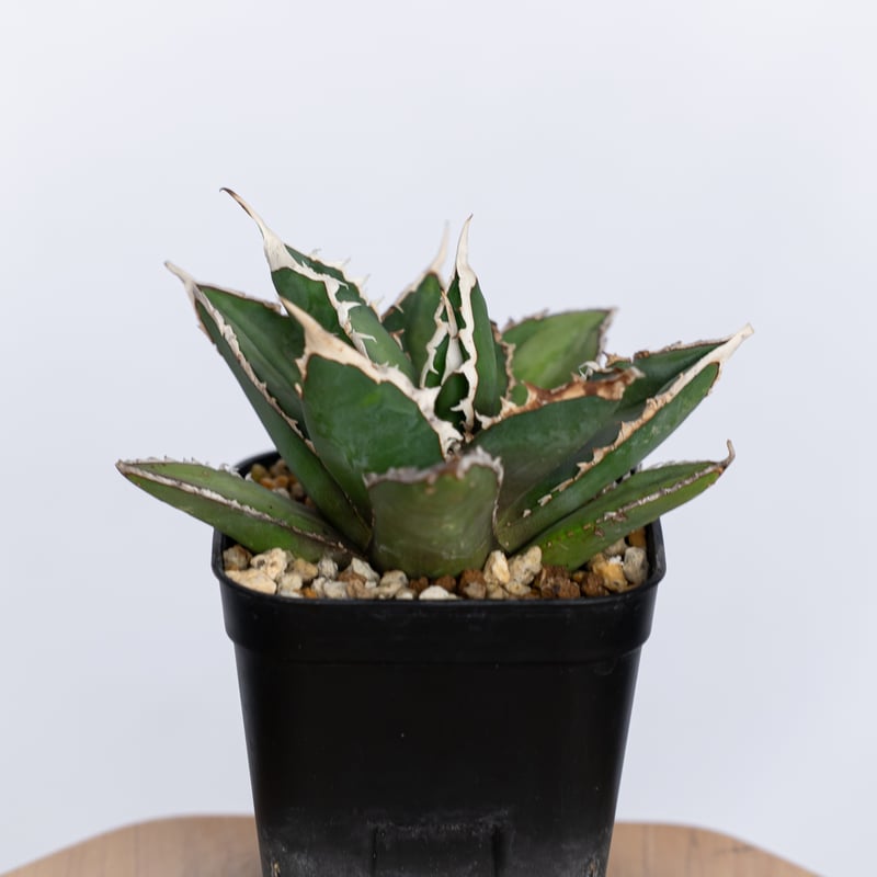アガベ チタノタ 狼人 OC株 Agave titanota Werewolf 多肉植物 珍