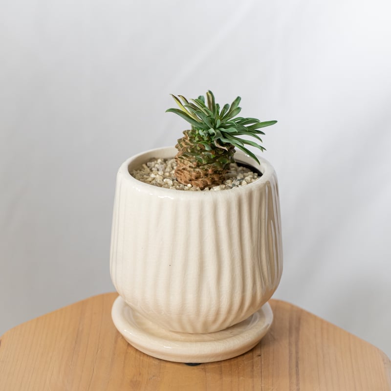 ユーフォルビア パイナップルコーン 蘇鉄麒麟 鉢セット Euphorbia