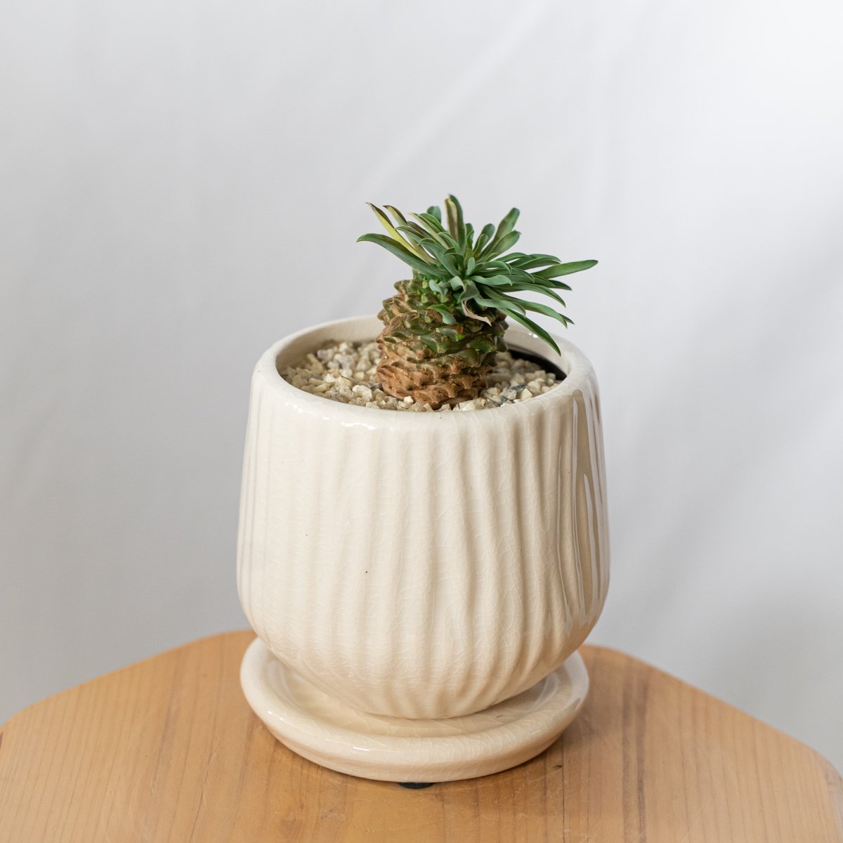 ユーフォルビア パイナップルコーン 蘇鉄麒麟 鉢セット Euphorbia