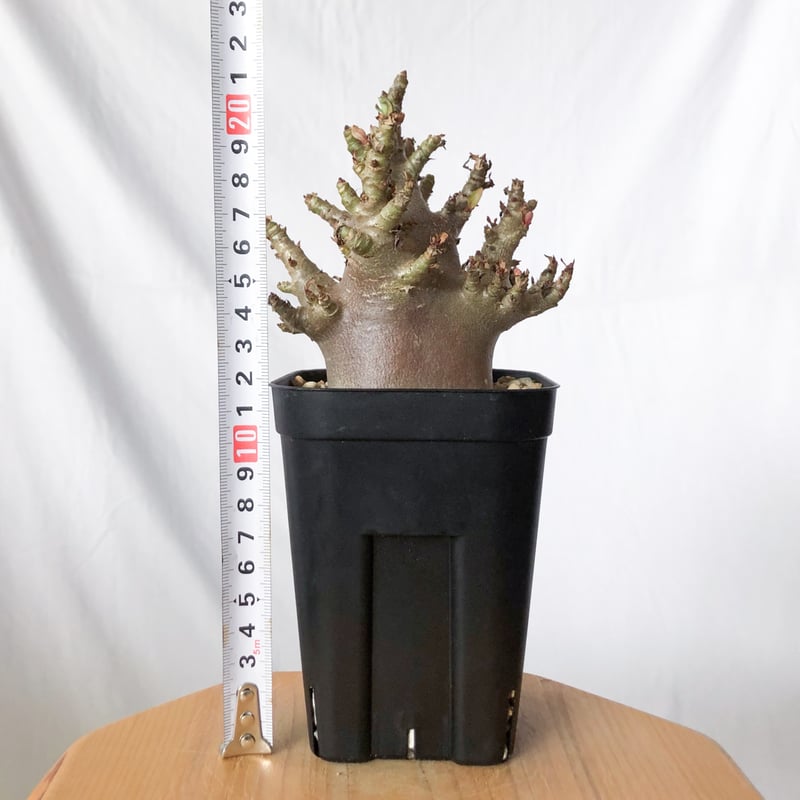 アデニウム アラビカム ブラックスキン 実生【発根管理中】Adenium