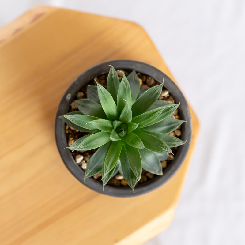 ハオルチア オブツーサ ハイブリッド 鉢セット Haworthia obtusa hybrid