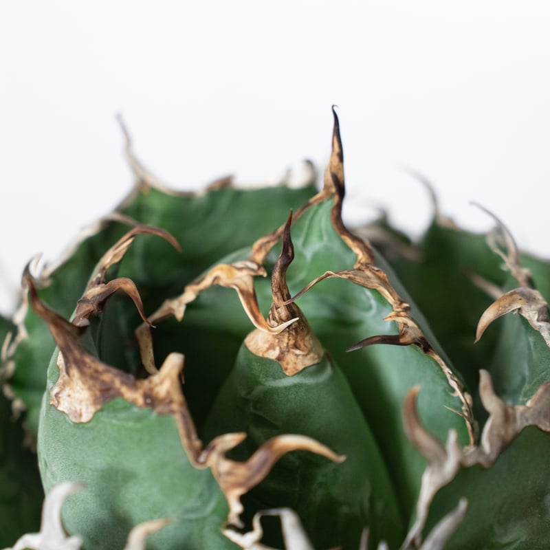 アカベ　チタノタ　特大株 アガベ チタノタ 白鯨 特大株 【発根管理中】OC株 Agave titanota White