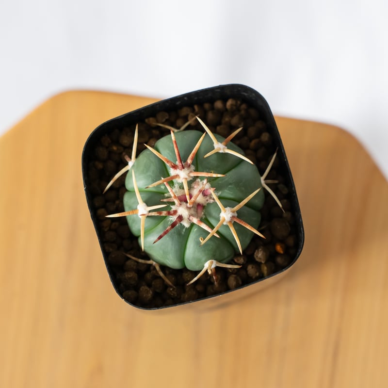 エキノカクタス 太平丸 実生 美株 Echinocactus horizonthalonius