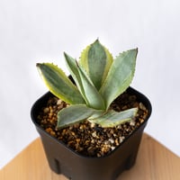 アガベ ポタトラム 三宅雷神 OC株 【発根管理中】Agave potatorum Miyake Raijin 多肉植物 珍奇植物 ANTIDOTE 通販 S1178