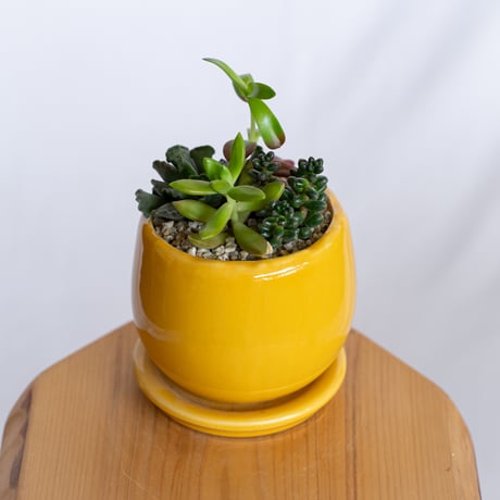 多肉植物 寄せ植え 鉢セット インテリア 多肉植物 観葉植物 珍奇植物 静岡 ANTIDOTE 通販 S1281