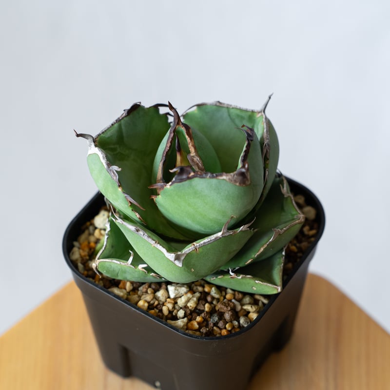 アガベ チタノタ 純血ジャガーノート OC株 Agave titanota Juggernau