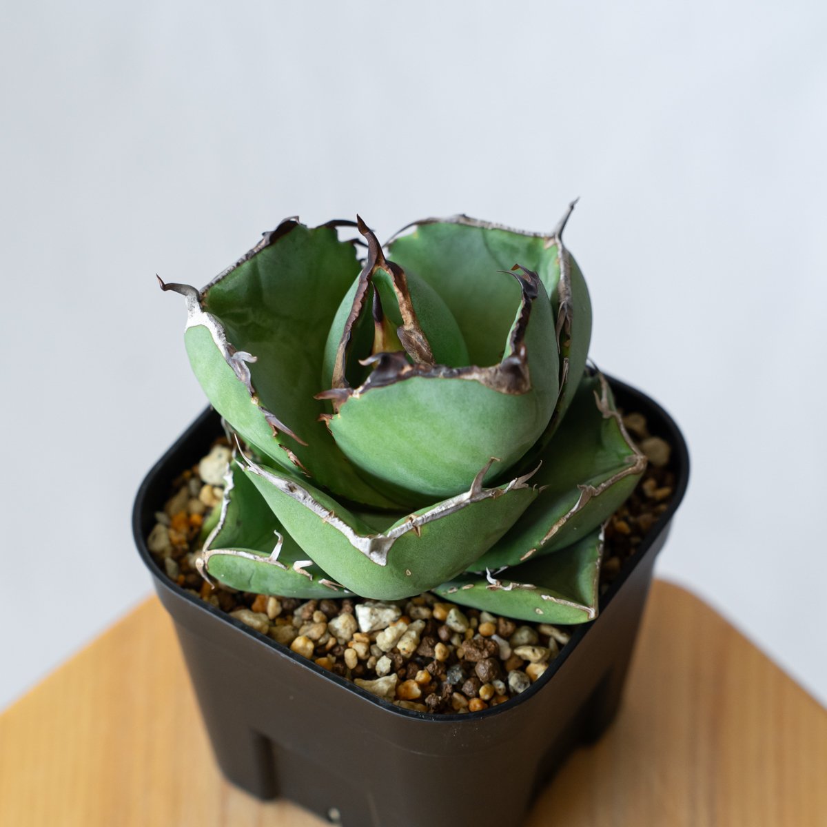 アガベ チタノタ 純血ジャガーノート OC株 Agave titanota Juggernau