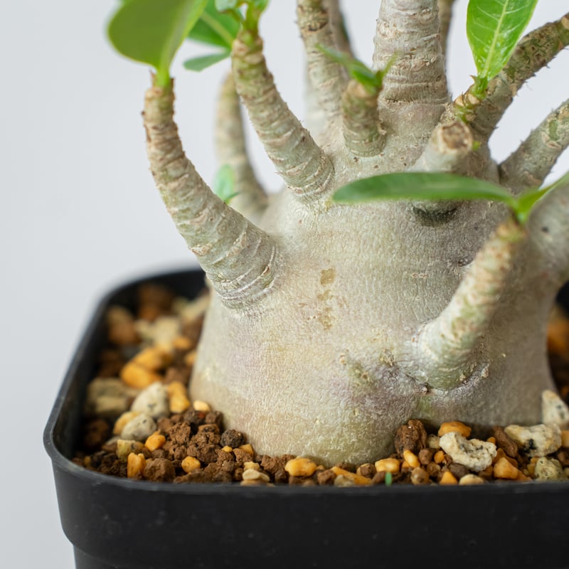 アデニウム アラビカム ブラックスキン Adenium Arabicum Black Skin