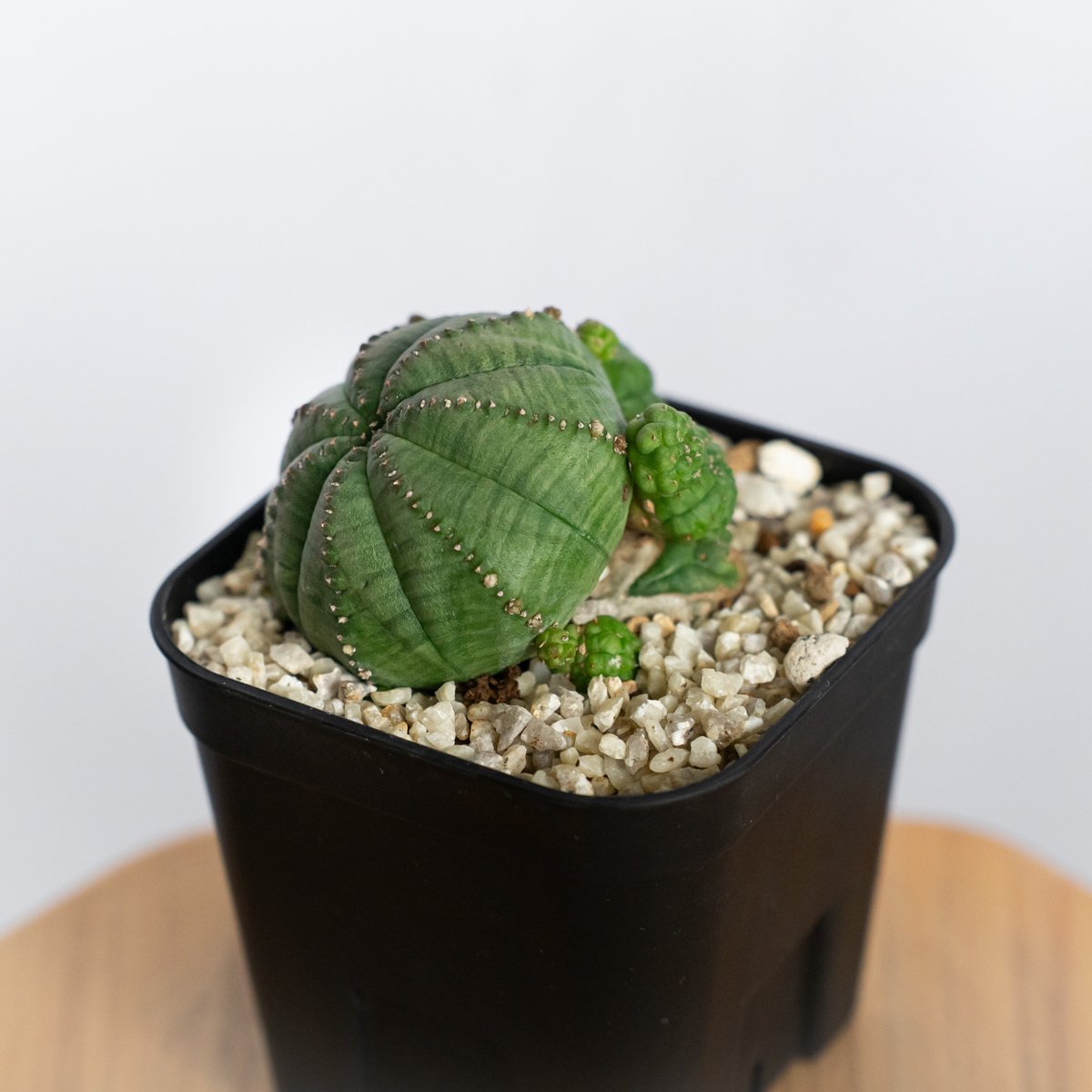 ユーフォルビア 仔吹きシンメトリカ Euphorbia symmetrica オベサ 多肉