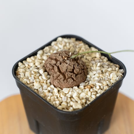 亀甲竜 ディオスコレア・エレファンティペス Dioscorea elephantipes 塊根植物 コーデックス 多肉植物 珍奇植物 ANTIDOTE 静岡 通販 S798