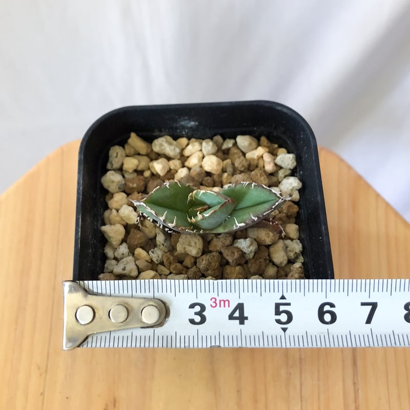 アガベ チタノタ 皇冠 TC【発根管理中】 Agave titanota Crown