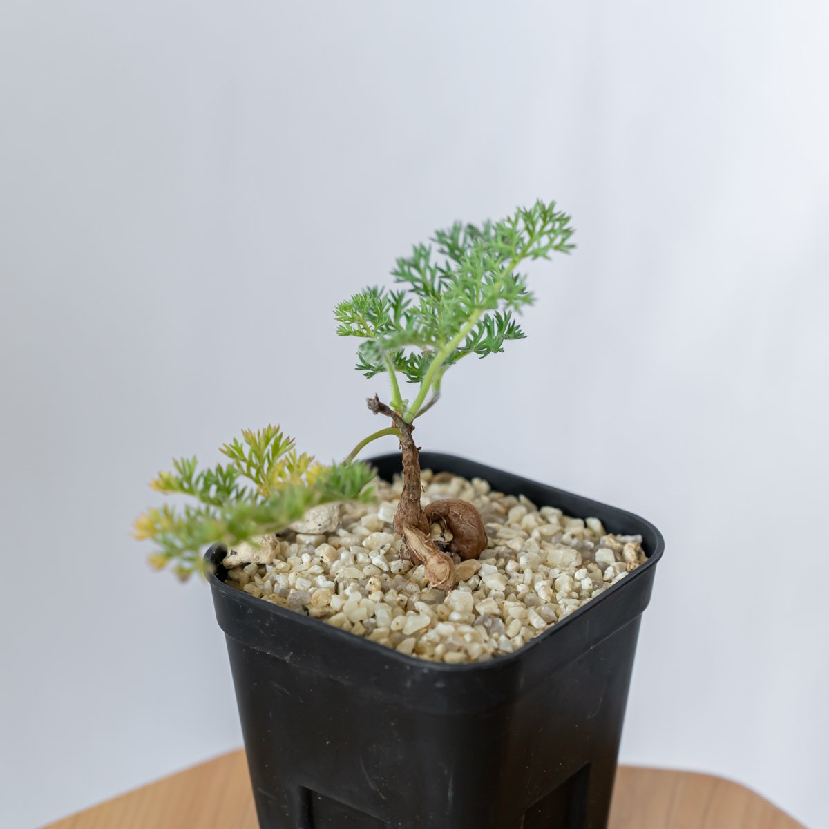 ペラルゴニウム トリステ (完全休眠中) ペラルゴニウム トリステ 実生 Pelargonium triste 多肉植物